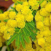 Yellow Wattle Seeds