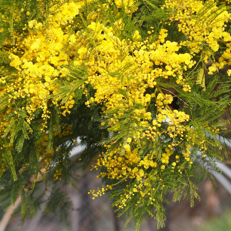 Yellow Bright Wattle Seeds