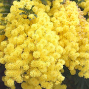 Yellow Wattle Seeds