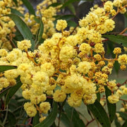 Yellow Bright Wattle Seeds