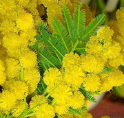 Yellow Bright Wattle Seeds