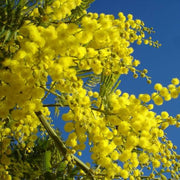 Yellow Wattle Seeds