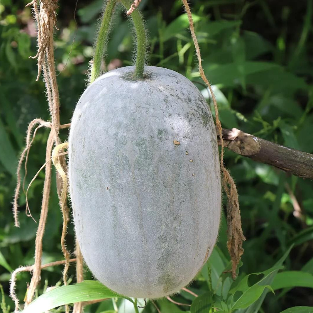Green Wax Gourd Seeds