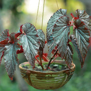 Begonia Seeds – Begonia spp.