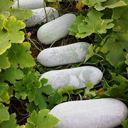 Garden Wax Gourd Seeds