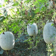 Garden Wax Gourd Seeds
