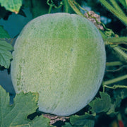 Green Wax Gourd Seeds