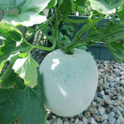 Green Wax Gourd Seeds