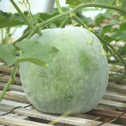 Green Wax Gourd Seeds