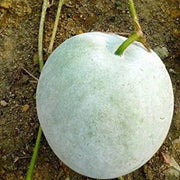 White Wax Gourd Seeds