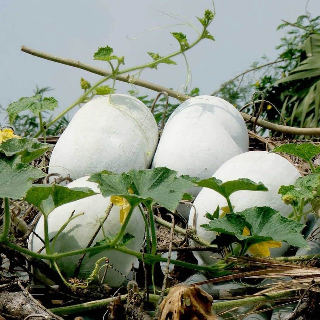 Winter Melon Wax Gourd Seeds