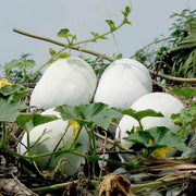 Winter Melon Wax Gourd Seeds