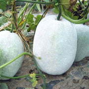 White Wax Gourd Seeds