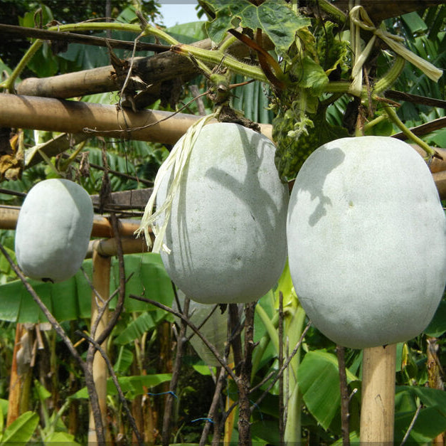 White Wax Gourd Seeds