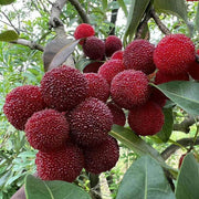 Waxberry Berry Seeds