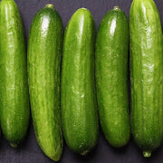 Holland Baby Cucumber Seeds