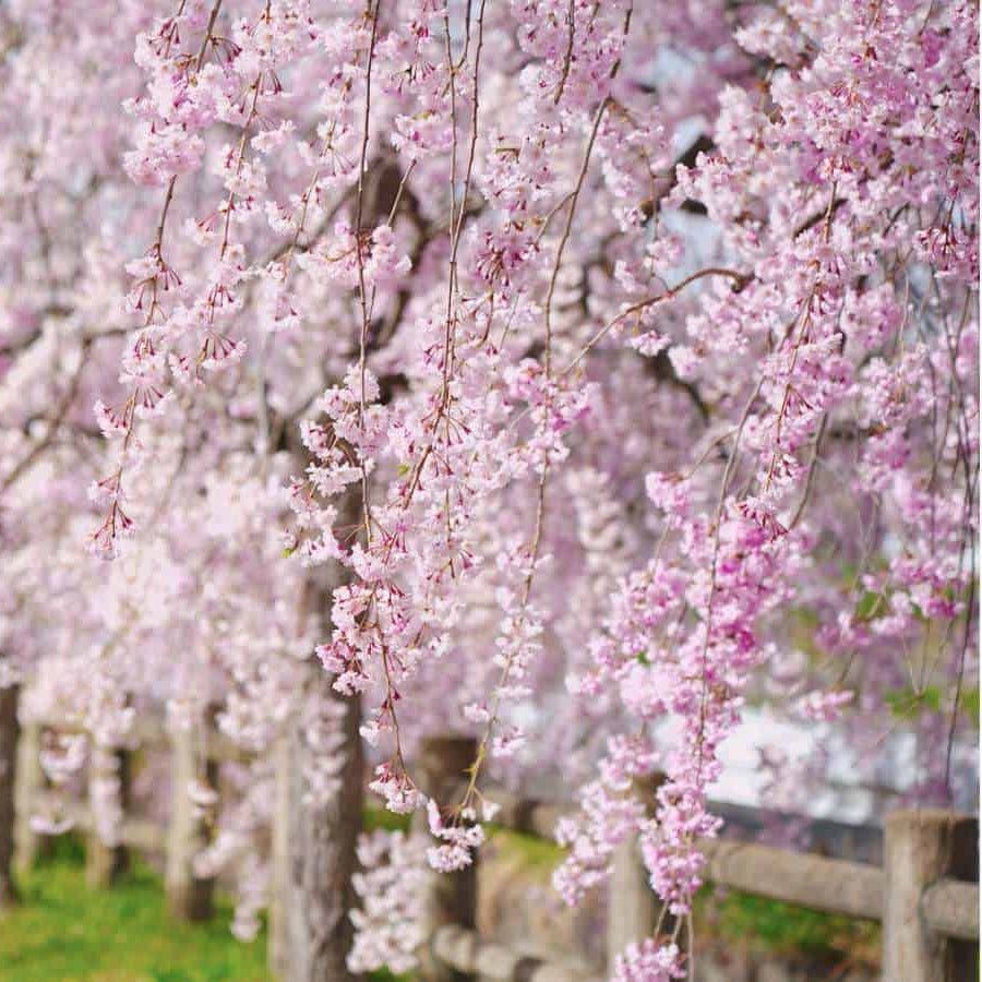 Weeping Higan Cherry Seeds