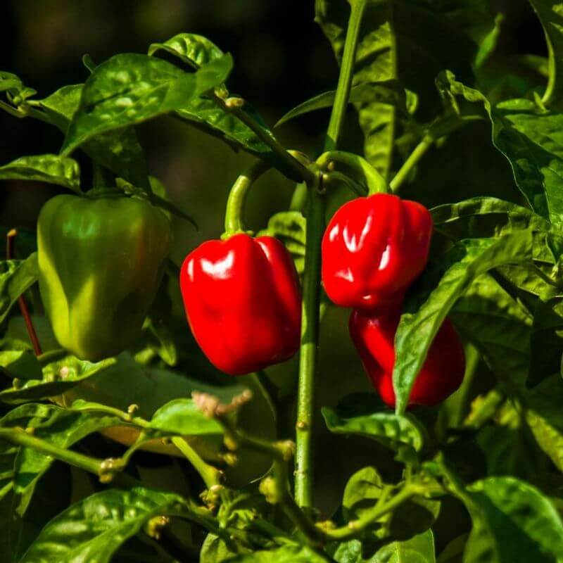 West Indies Hot Pepper Seeds