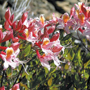 Western Azalea Seeds - Flower Plant