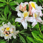Western Azalea Seeds - Flower Plant