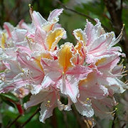 Western Azalea Seeds - Flower Plant