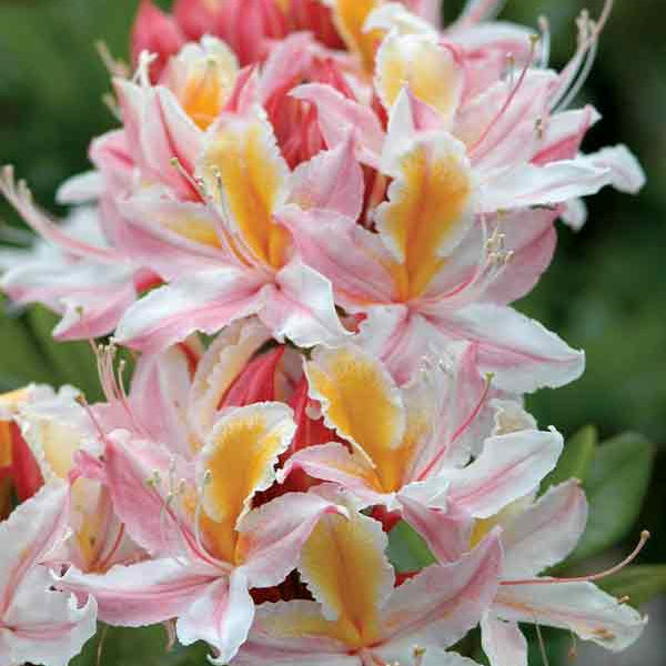 Western Azalea Seeds - Flower Plant