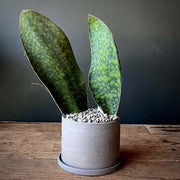 Whale Fin Snake - Housing Seeds