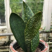 Whale Fin Snake - Housing Seeds