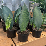 Whale Fin Snake - Housing Seeds
