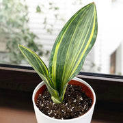 Whale Fin Snake - Housing Seeds