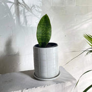 Whale Fin Snake - Housing Seeds