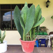 Whale Fin Snake - Housing Seeds