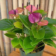 Violet Anthurium Seeds, Herbal