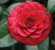 Ornamental wildflower Camellia Japonica Seeds