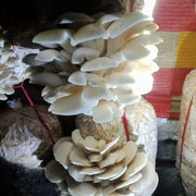 Pleurotus Mushroom Seeds