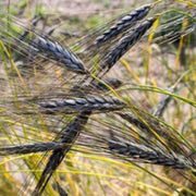 Black Wheat Seeds