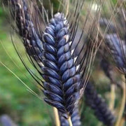 Black Wheat Seeds