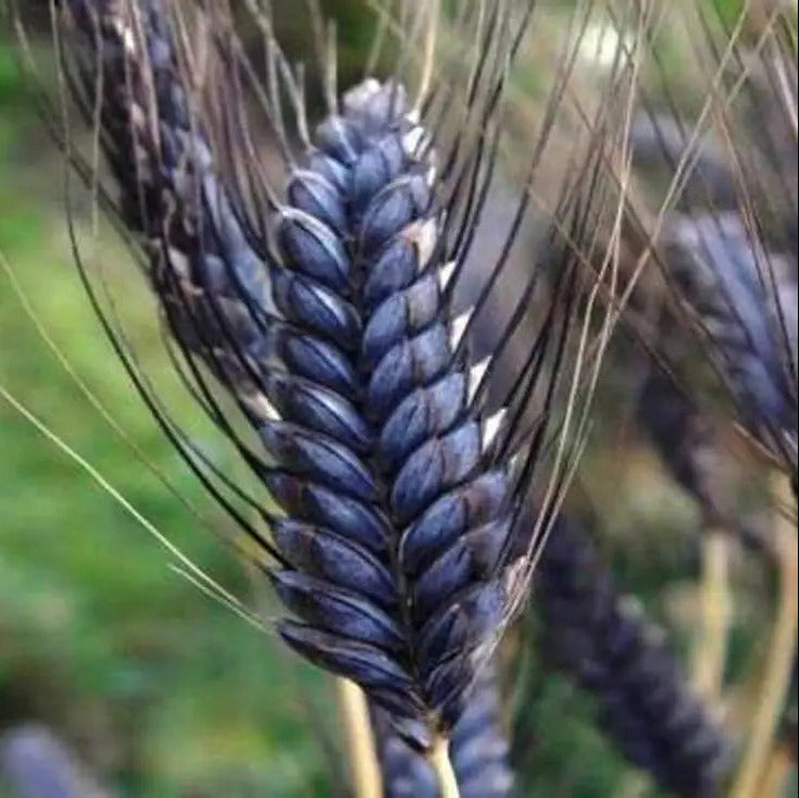 Black Wheat Seeds