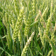 Green Wheat Seeds