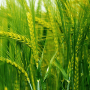 Green Wheat Seeds