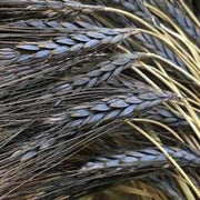 Black Wheat Seeds