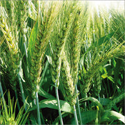 Green Wheat Seeds