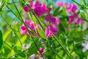 Sweet Seeds, Lathyrus odoratus Flower Seeds
