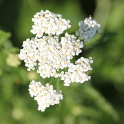 White Yarrow Seeds