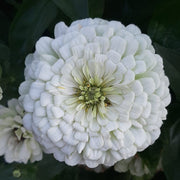 Cupcake Zinnias Seeds