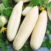 White Cucumber Seeds