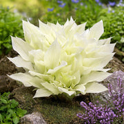White Feather Hosta Seeds