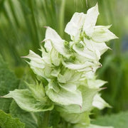 Clary Sage Seeds