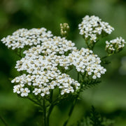 White Yarrow Seeds