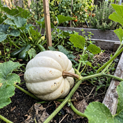 Acorn Squash Seeds – Cucurbita pepo